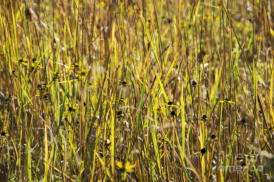 Daisy Photograph - Autumn Meadow #2 by John Greim