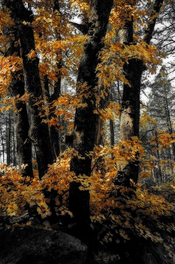 Fall Photograph - Autumn Memoirs  #2 by Saija Lehtonen