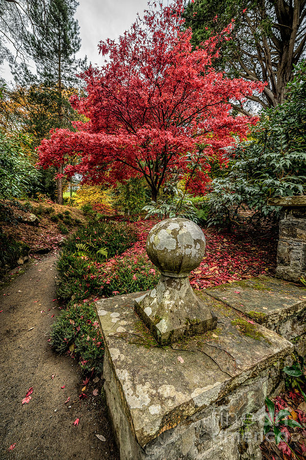 Autumn Path #1 Photograph by Adrian Evans