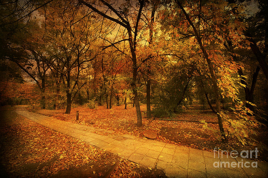 Autumn Path Photograph