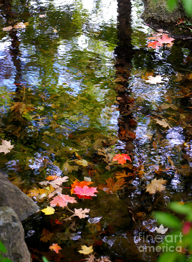 Tree Photograph - Autumn Reflections 1 by Nancy Mueller