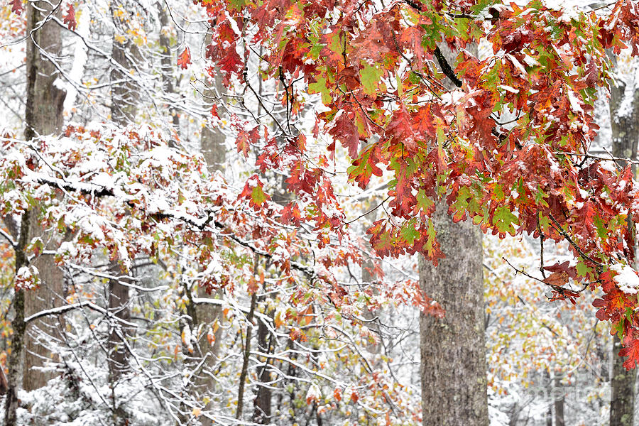 Fall Photograph - Autumn Snow #2 by Thomas R Fletcher