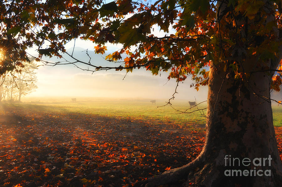 Cow Photograph - Autumn tree #2 by Mats Silvan