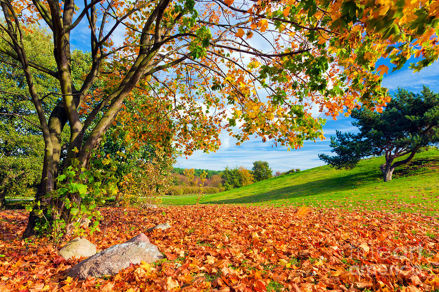 Autumn tree with colorful leaves Photograph by Michal Bednarek - Fine ...