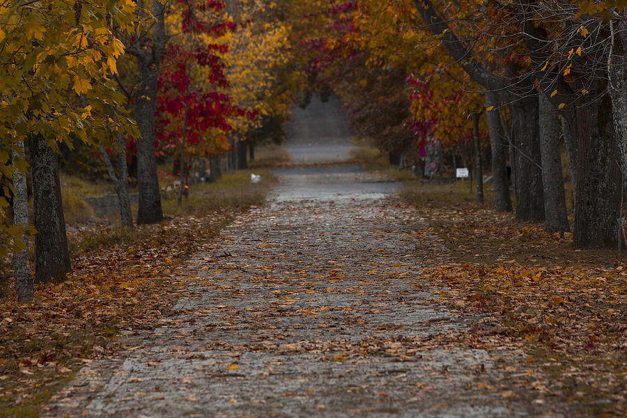 Fall Photograph - Autumn #2 by Ugur Ugurlu