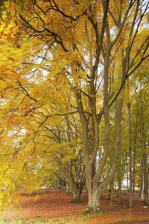 Autumnal Beech Trees, Hampshire, Uk #2 Photograph by Travelpix Ltd