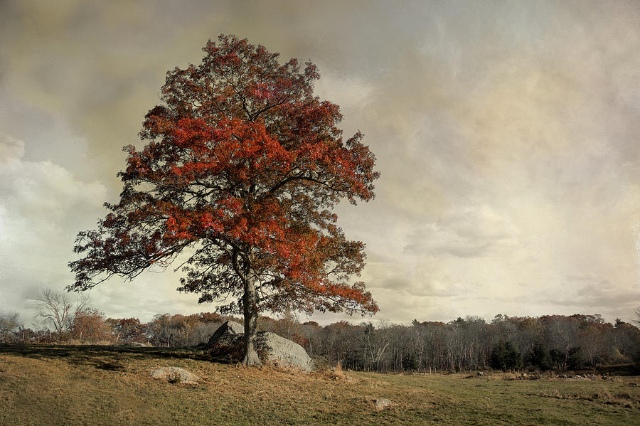 Autumns Last Breath #2 Photograph by Robin-Lee Vieira