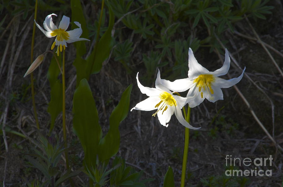 Mount Rainier National Park Photograph - Avalanche Lily #2 by Sean Griffin