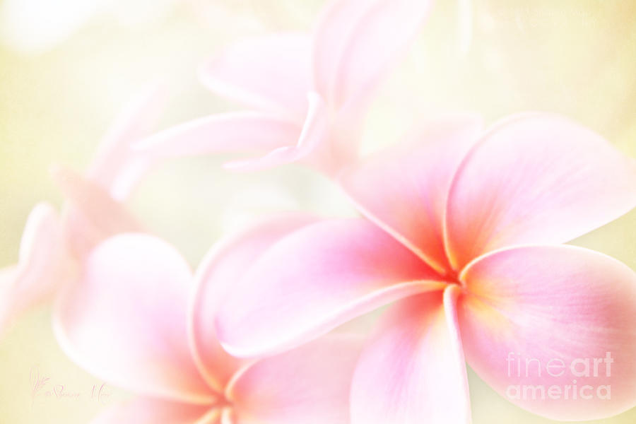 Flower Photograph - Awakening Love #1 by Sharon Mau