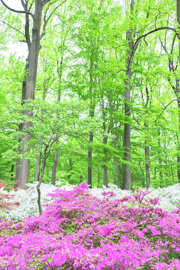 Azalea Woods, Winterthur, Delaware, USA Photograph by Lisa S ...