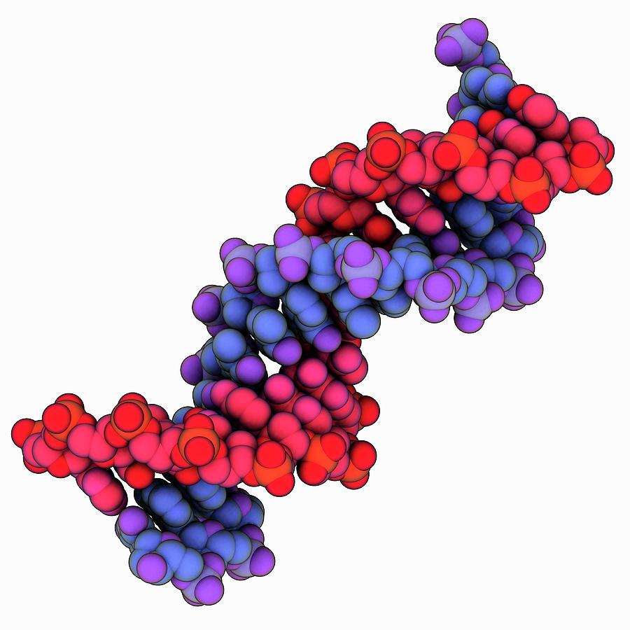 B-dna Molecule Photograph By Laguna Design/science Photo Library - Fine ...