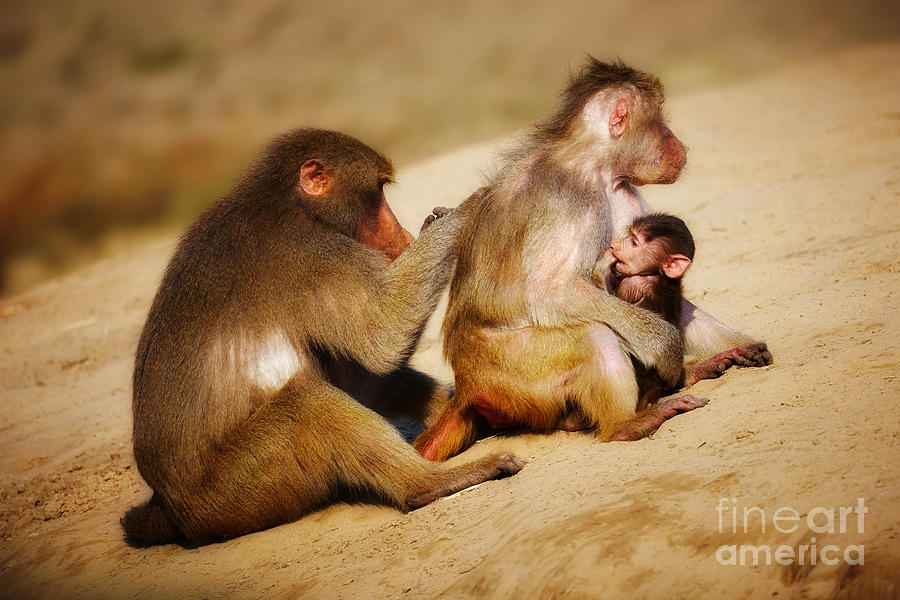 Wildlife Photograph - Baboon family in the desert #3 by Nick  Biemans