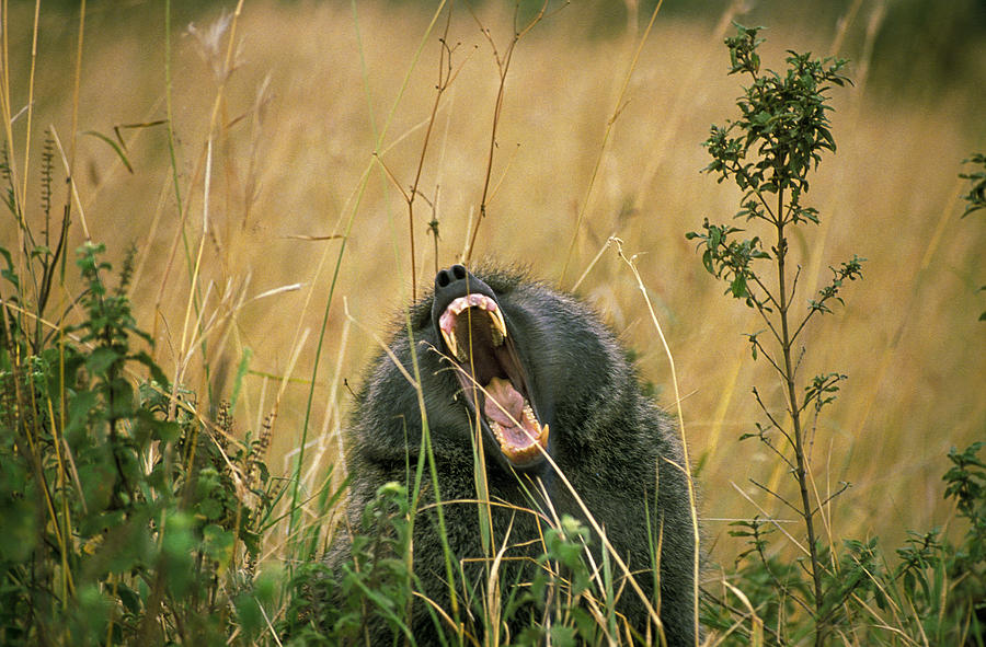 Babouin Doguera Papio Anubis Photograph By Gerard Lacz