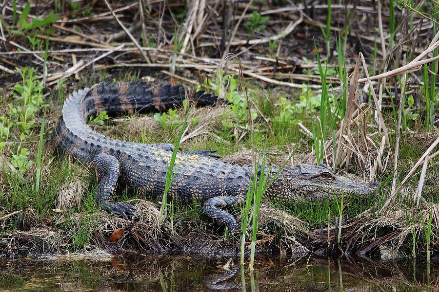 Alligator Photograph - Baby Alligator #2 by Paulette Thomas