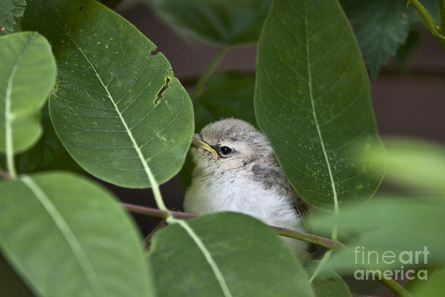 Baby Bird Peeping in the Bushes Series Photograph by Jeannette Hunt