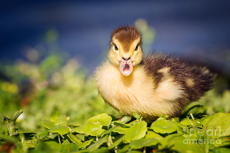 Duck Photograph - Baby Duck #2 by Stephanie Hayes