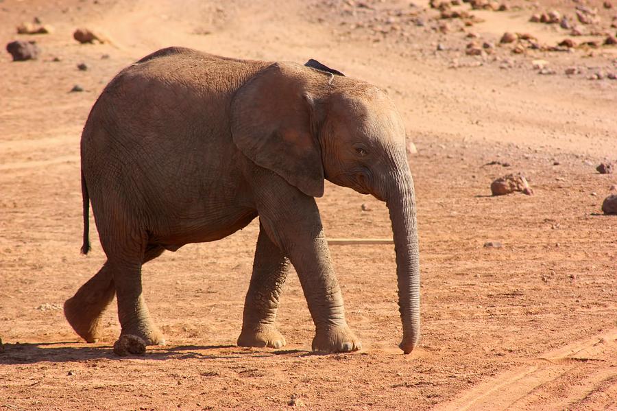 Baby Elephant  #2 Photograph by Amanda Stadther