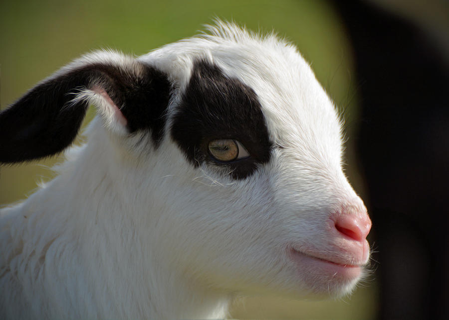 Baby Goat #3 Photograph by Savannah Gibbs