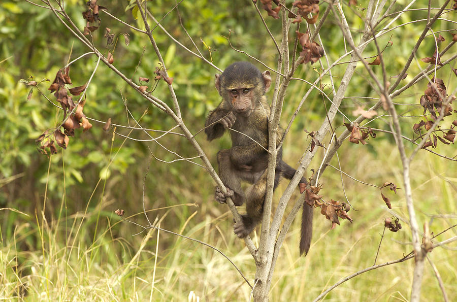 Baby Olive Baboon #2 Photograph by Jean-Michel Labat