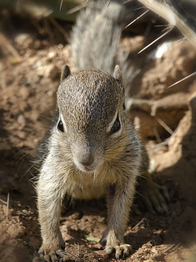 Wildlife Photograph - Baby Rock Squirrel #2 by Saija Lehtonen