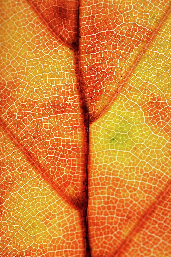 Backlit Autumnal Leaf #2 Photograph by Mauro Fermariello/science Photo Library