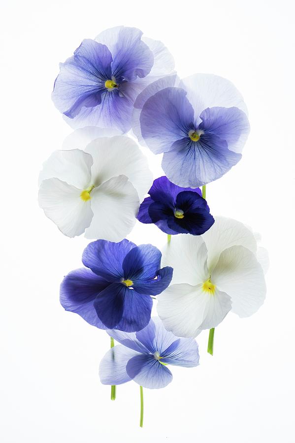 Backlit Pansies #2 Photograph by Photostock-israel/science Photo Library