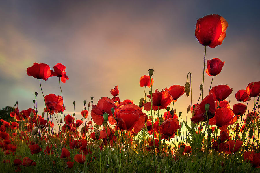 Backlit Poppies #2 Photograph by Nick Brundle Photography