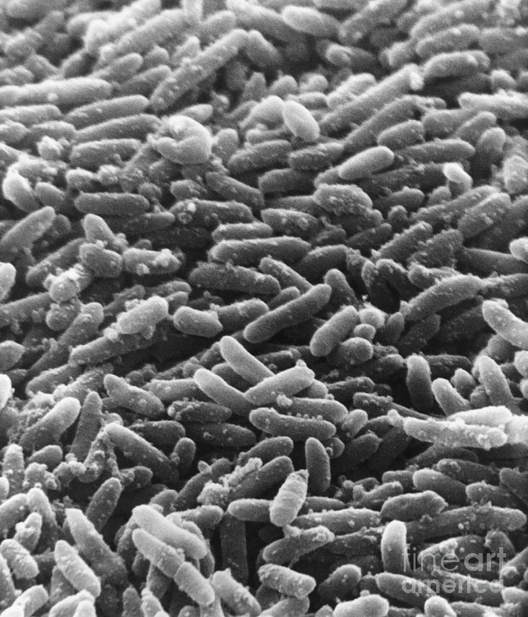 Bacteria, Sem #2 Photograph by David M. Phillips