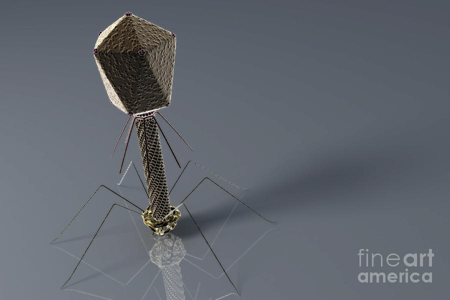 Bacteriophage #2 Photograph by Science Picture Co