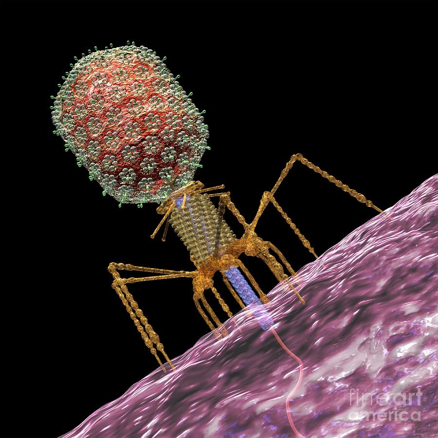 t4 bacteriophage plush