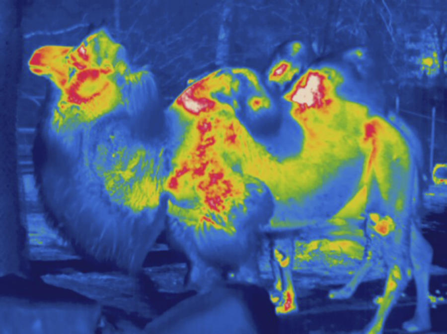 Bactrian Camel, Thermogram #2 Photograph by Science Stock Photography