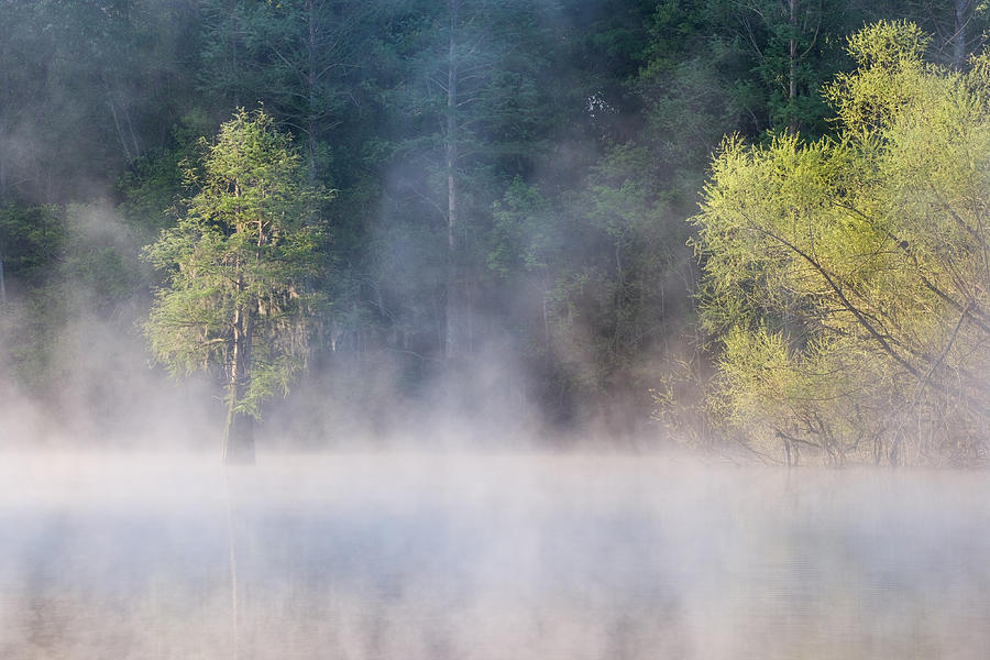 Bald Cypress And Willows On Foggy #2 Photograph by Jeffrey Lepore
