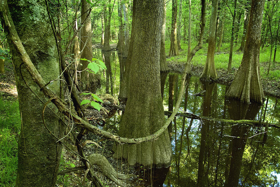 Bald Cypress Swamp #2 Photograph by Kenneth Murray