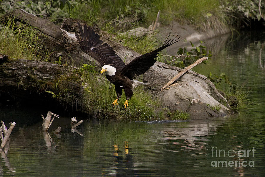 Bald Eagle  #1283 #1 Photograph by J L Woody Wooden
