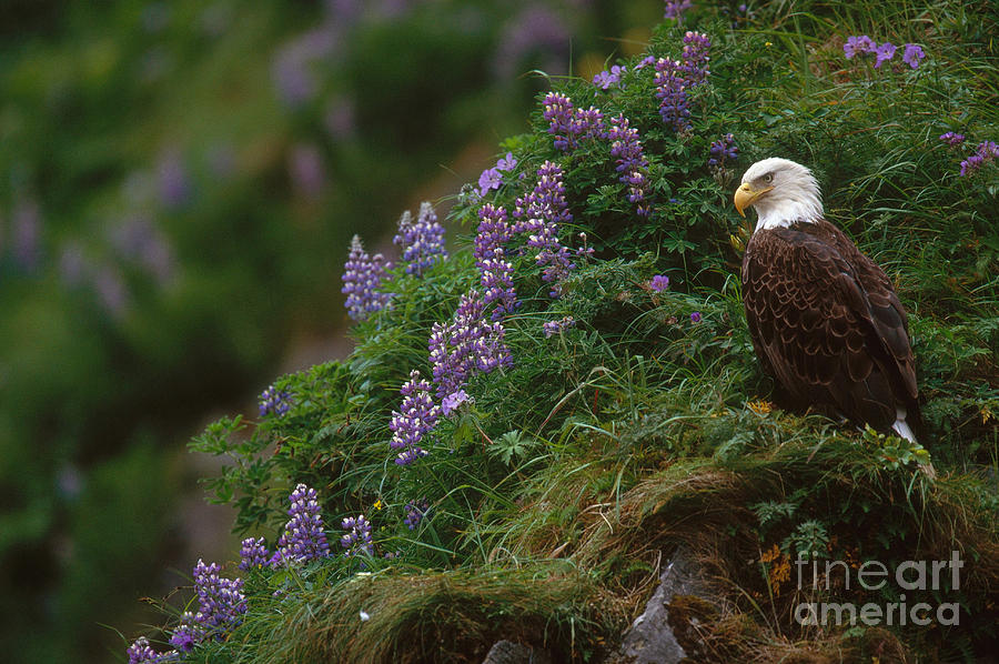 Bald Eagle #2 Photograph by Art Wolfe