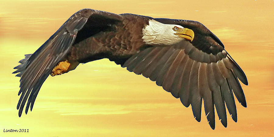 Bald Eagle At Sunset #2 Photograph by Larry Linton