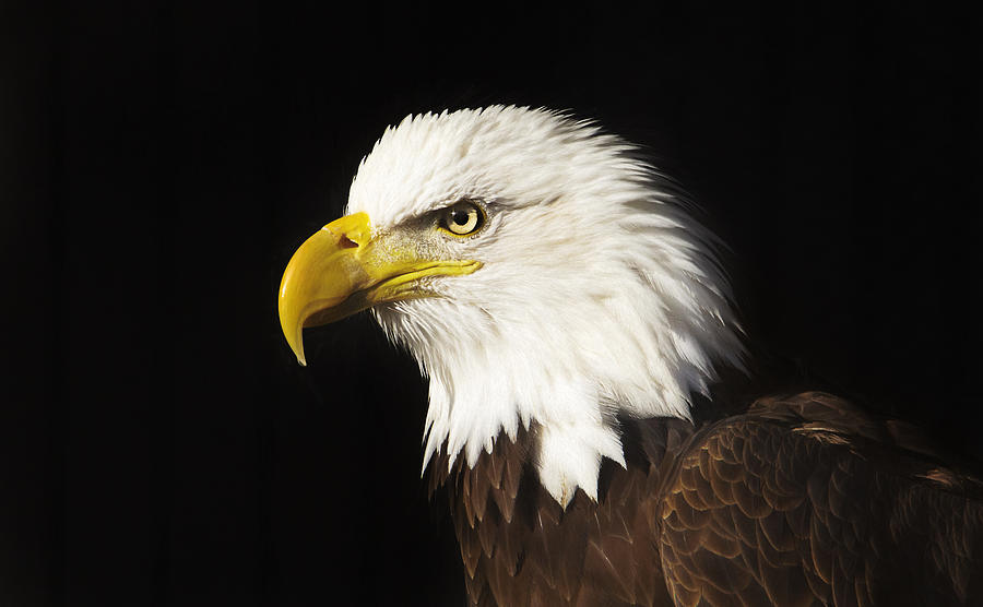 Bald Eagle  #2 Photograph by Brian Cross