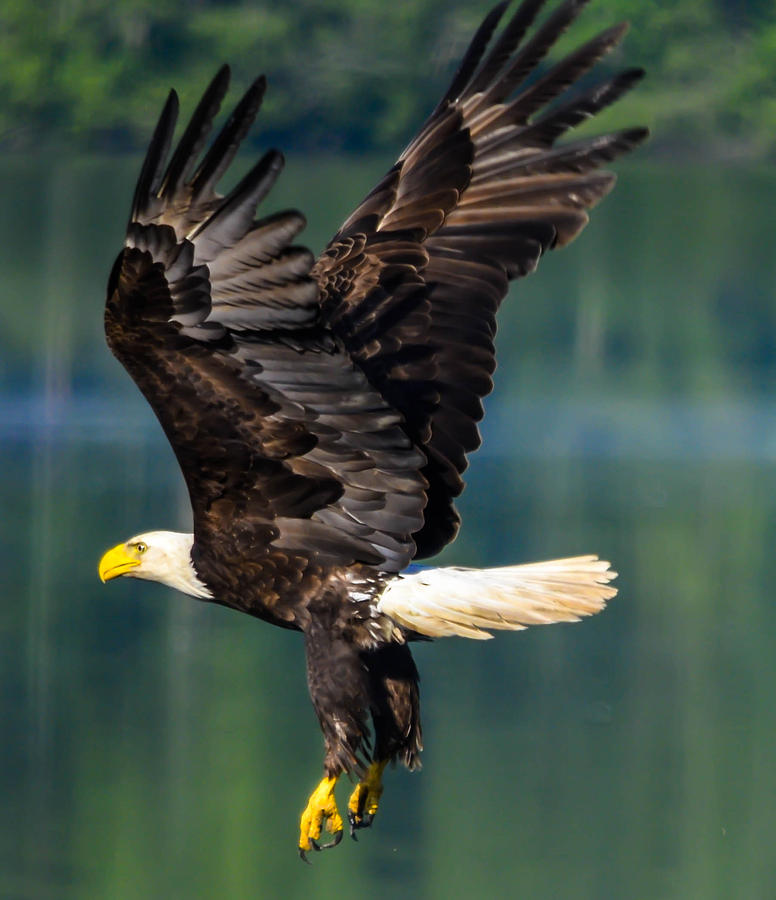 Bald Eagle #2 Photograph by Brian Stevens