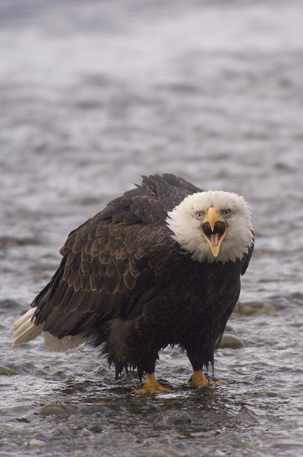 Bald Eagle Calling Alaska #2 Photograph by Michael Quinton