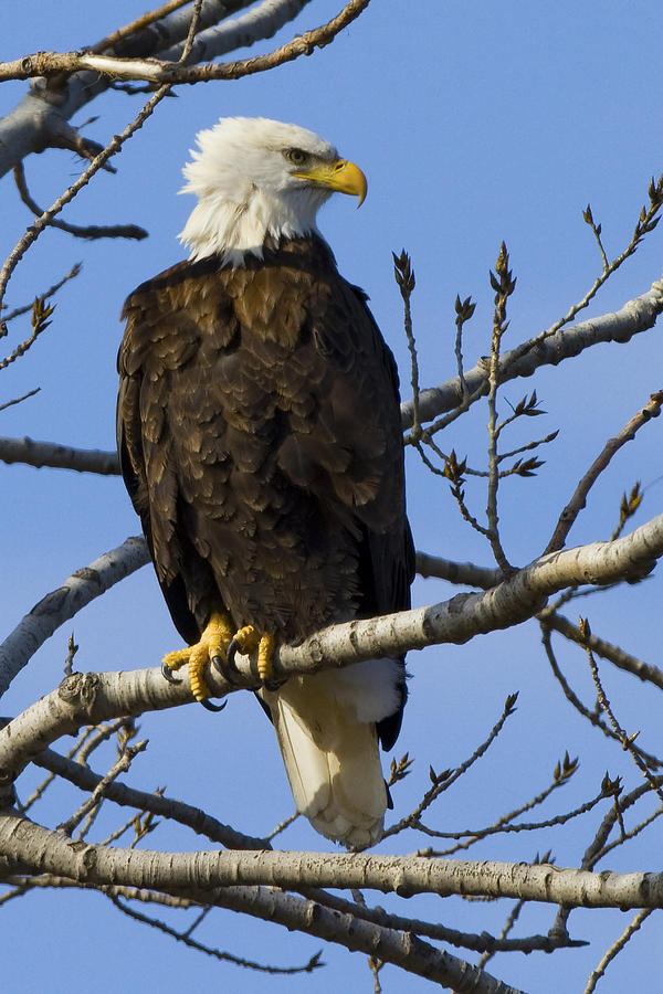 Bald eagle Photograph by Duane Angles | Pixels