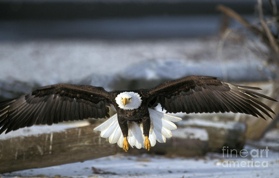 Bald Eagle In Flight #2 Photograph by Ron Sanford