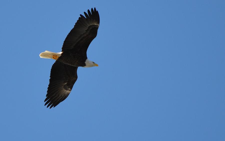 Bald Eagle #2 Photograph by James Petersen