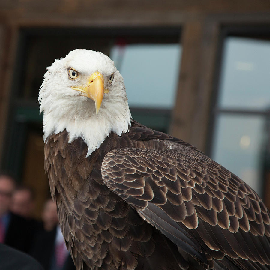 Bald Eagle #2 Photograph by Jim West