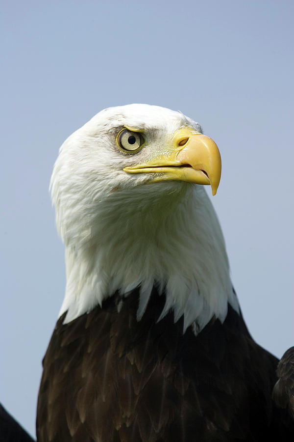 Bald Eagle #2 Photograph by John Devries/science Photo Library