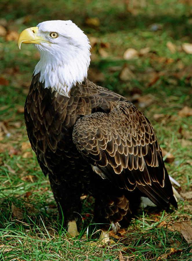 Bald Eagle #2 Photograph by Millard H. Sharp