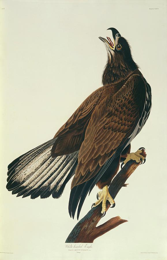 Bald Eagle #2 Photograph by Natural History Museum, London/science Photo Library
