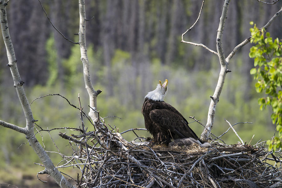 Bald Eagle Nesting #2 Photograph by Mark Newman