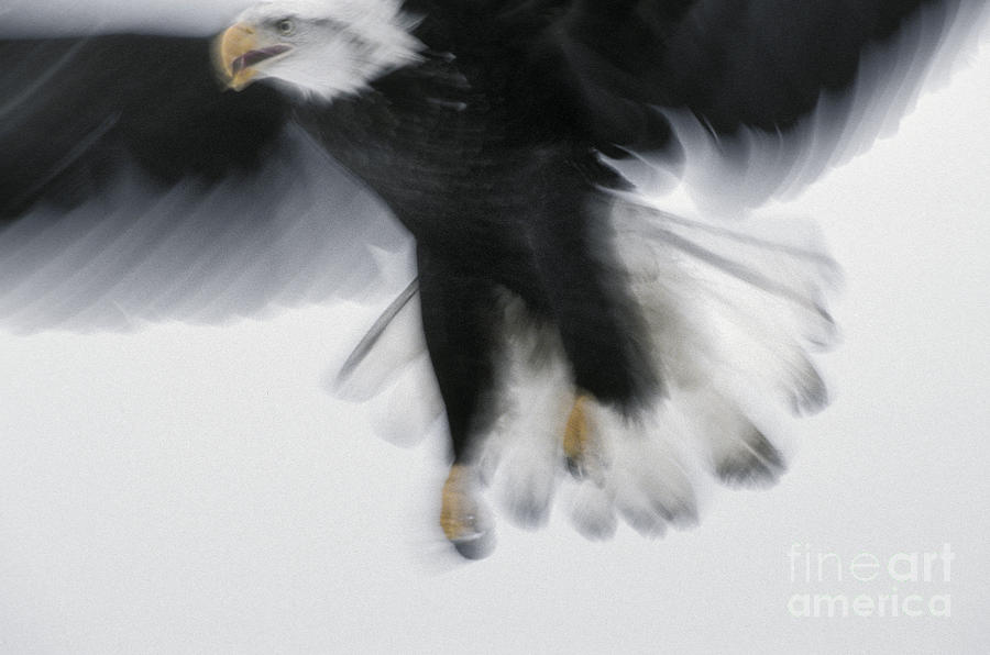 Eagle Photograph - Bald Eagle #2 by Ron Sanford