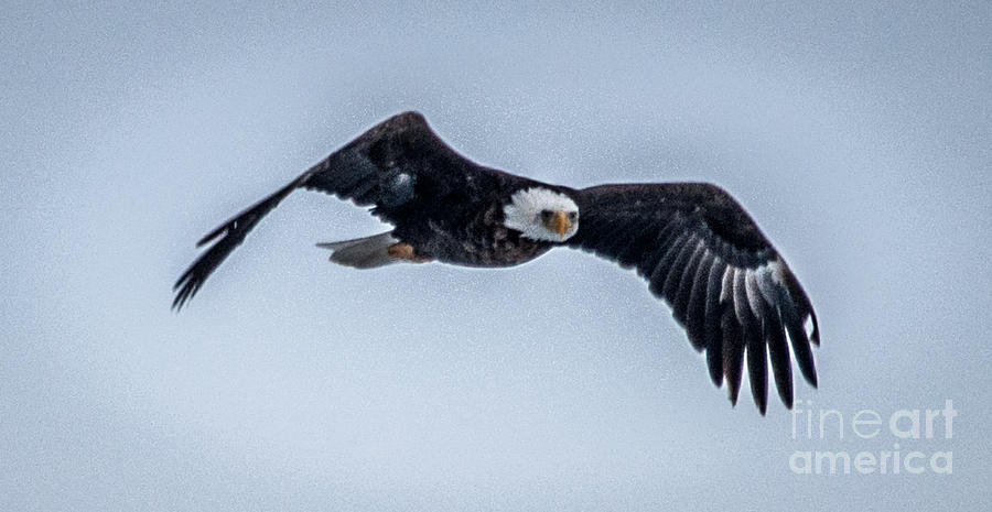 Bald Eagle #2 Photograph by Ronald Grogan