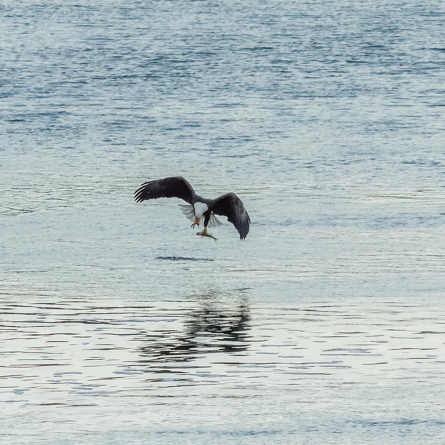 Bald Eagle swooping down to fish Photograph by SAURAVphoto Online Store ...